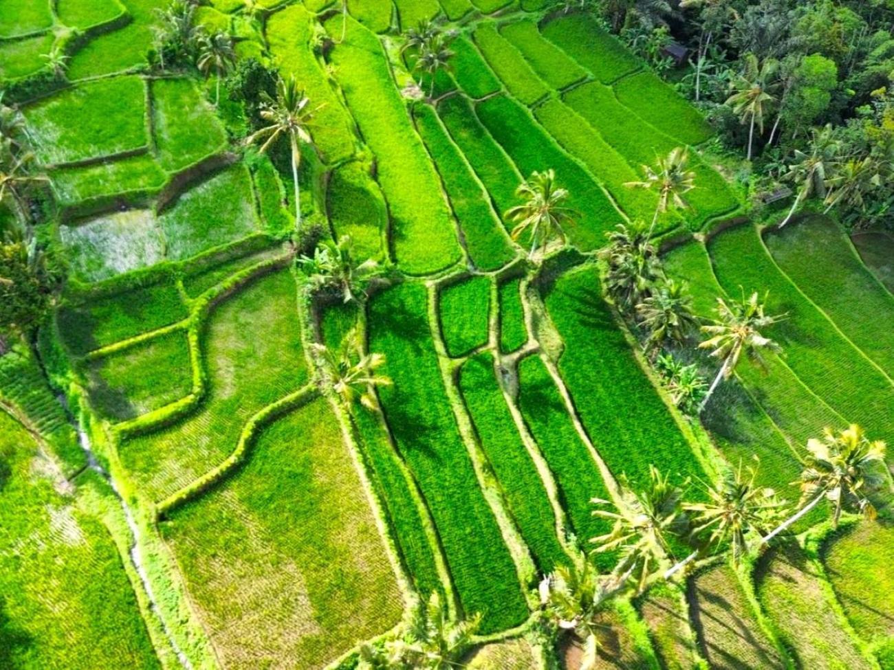 Pondok Is Oke Villa Scenic View Banyuwangi  Exterior foto